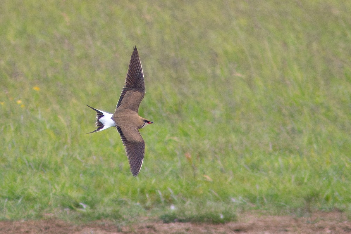 Collared Pratincole - ML620383448