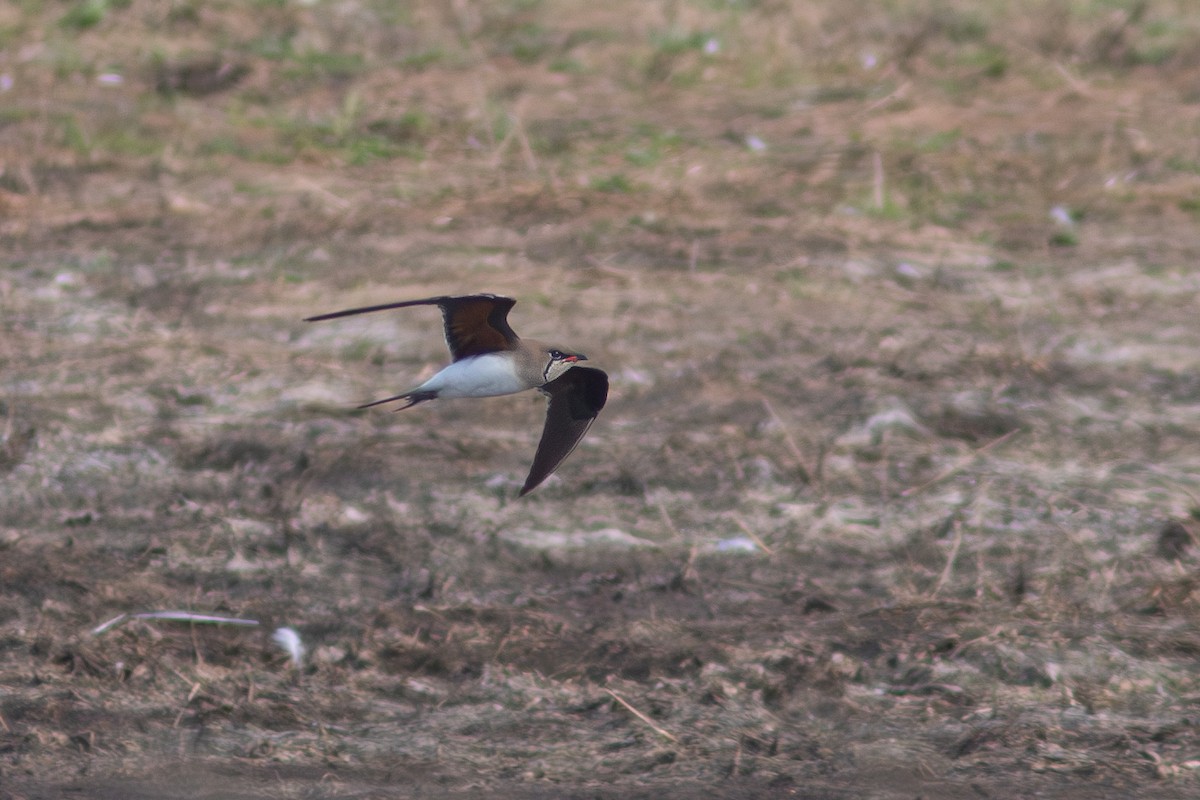 Collared Pratincole - ML620383450