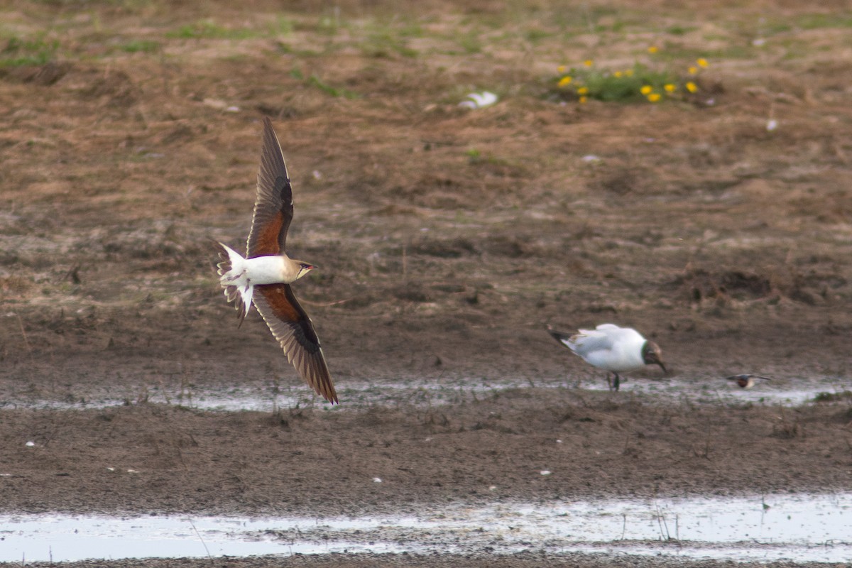 Collared Pratincole - ML620383451