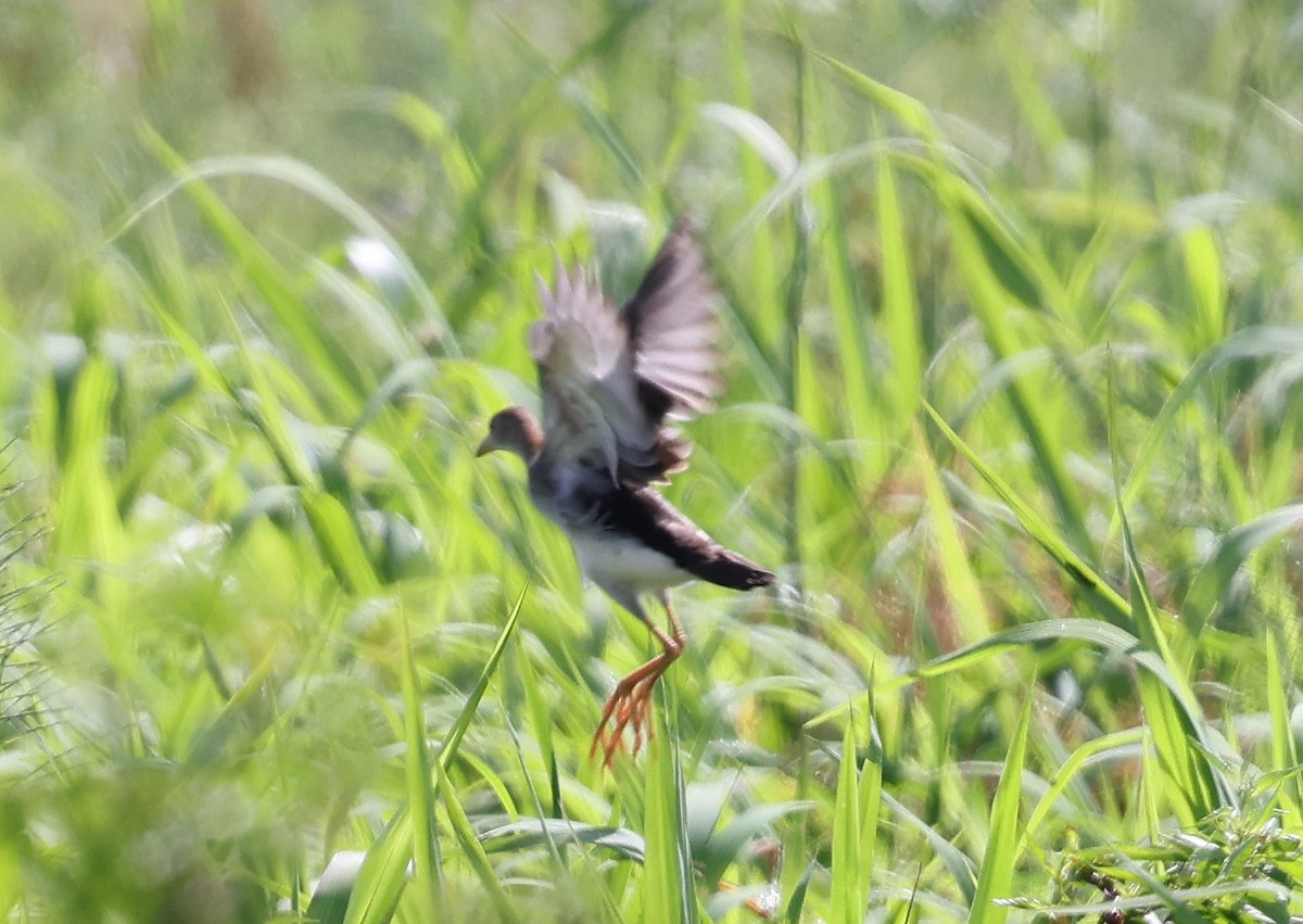 Azure Gallinule - ML620383455