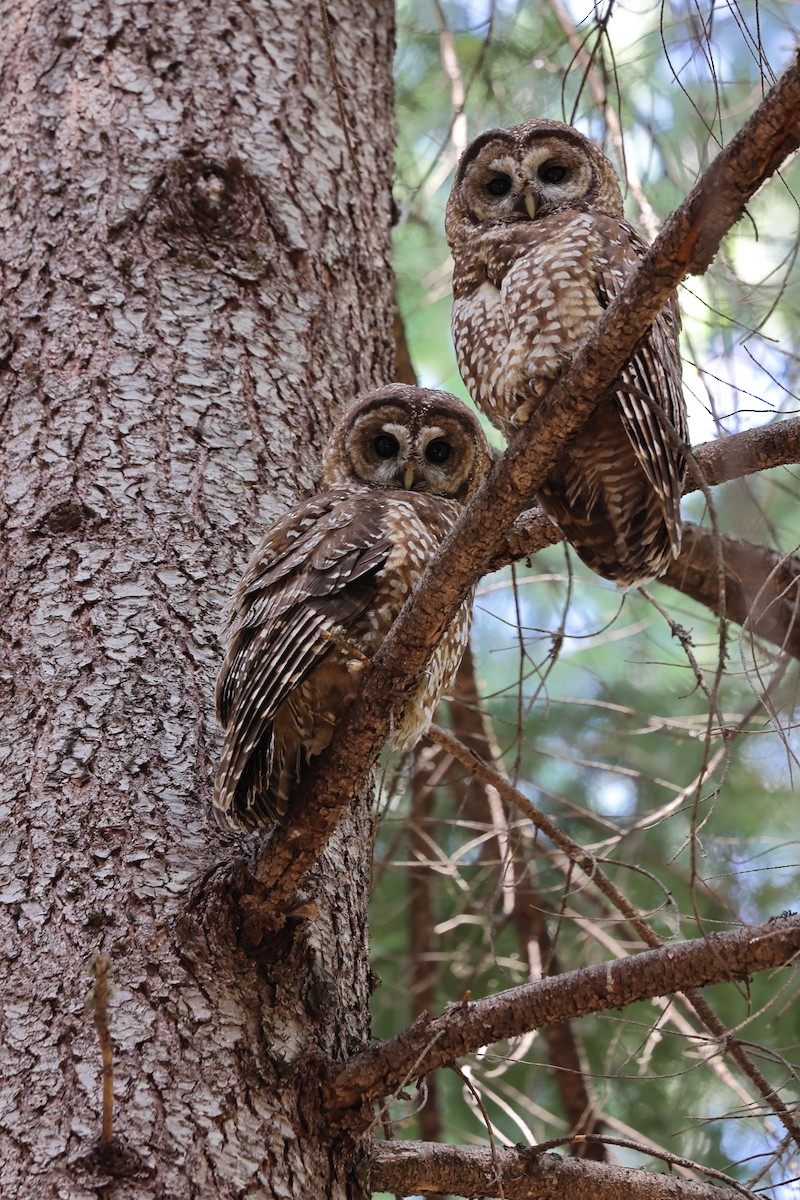 Spotted Owl - ML620383460