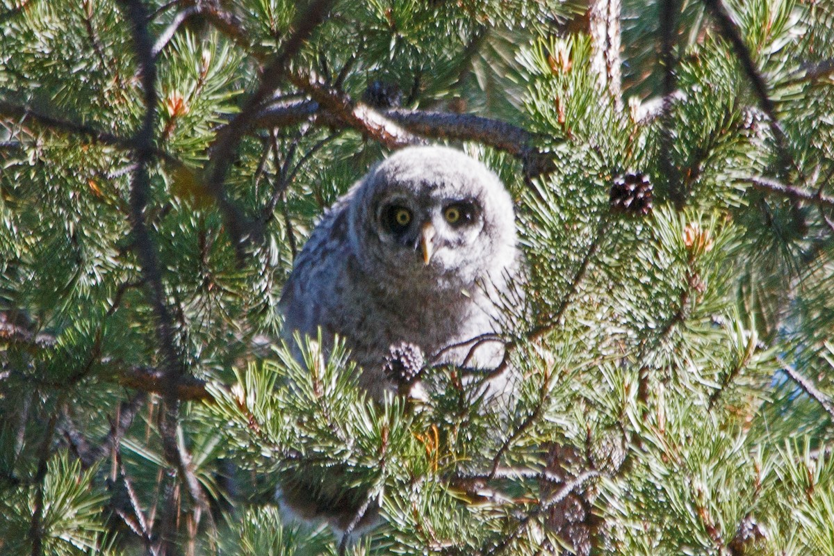 Great Gray Owl - ML620383463