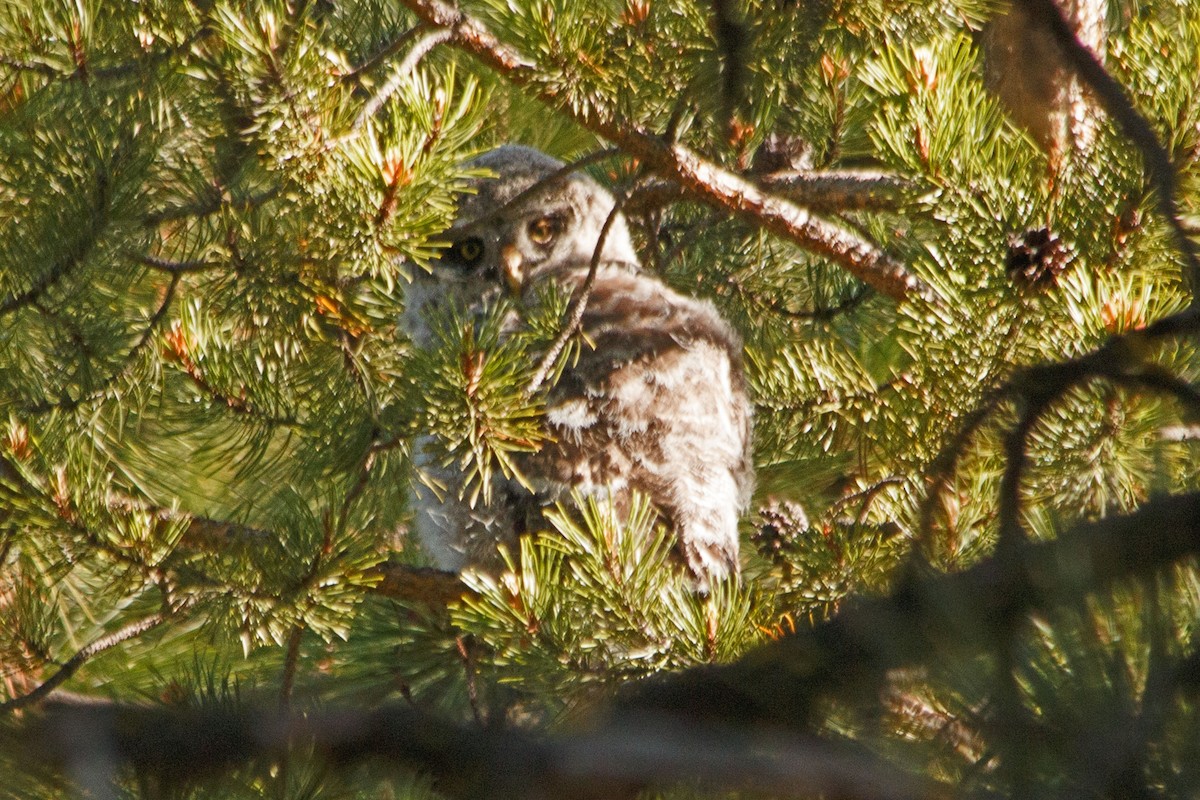 Great Gray Owl - ML620383466