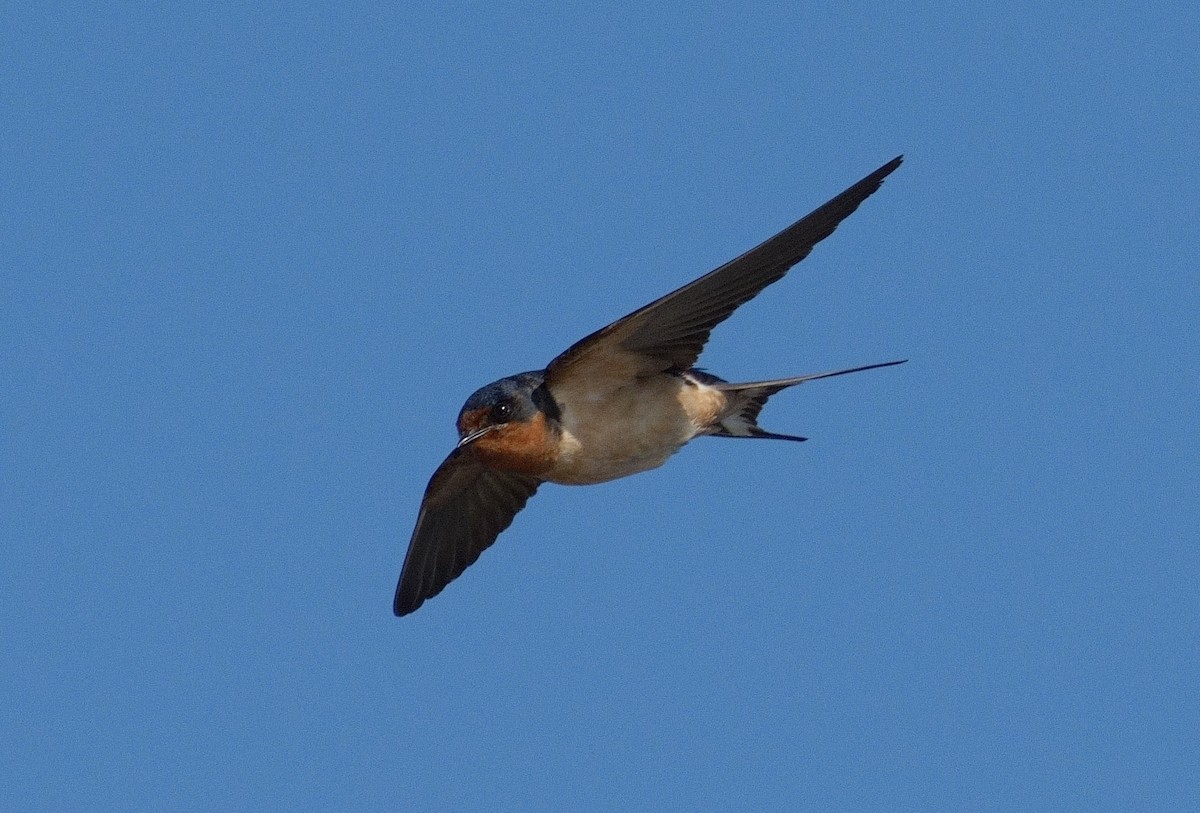 Barn Swallow - ML620383468
