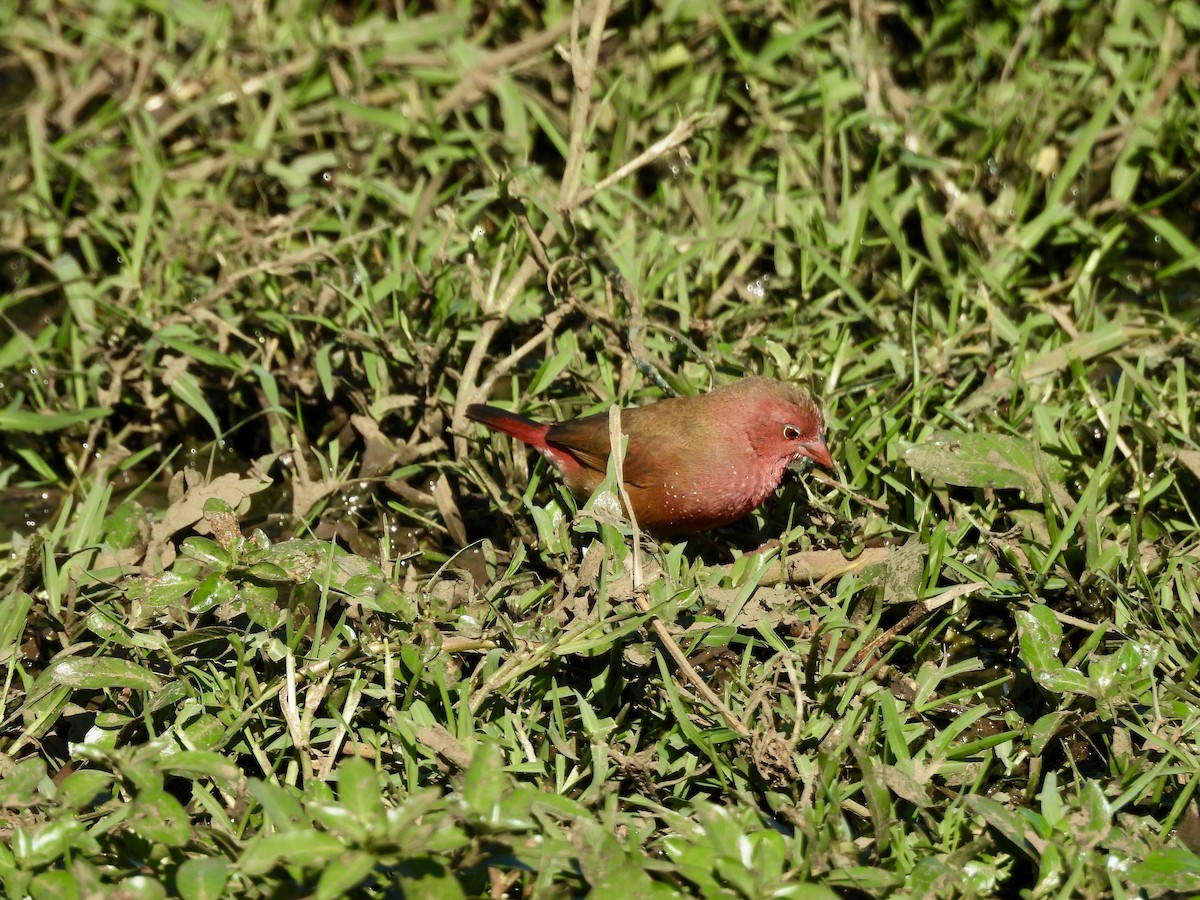 Red-billed Firefinch - ML620383477