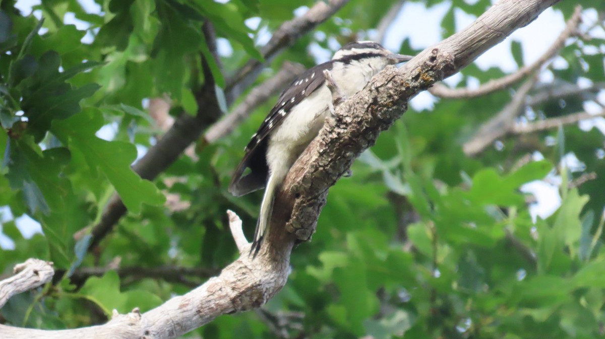 Hairy Woodpecker - ML620383479