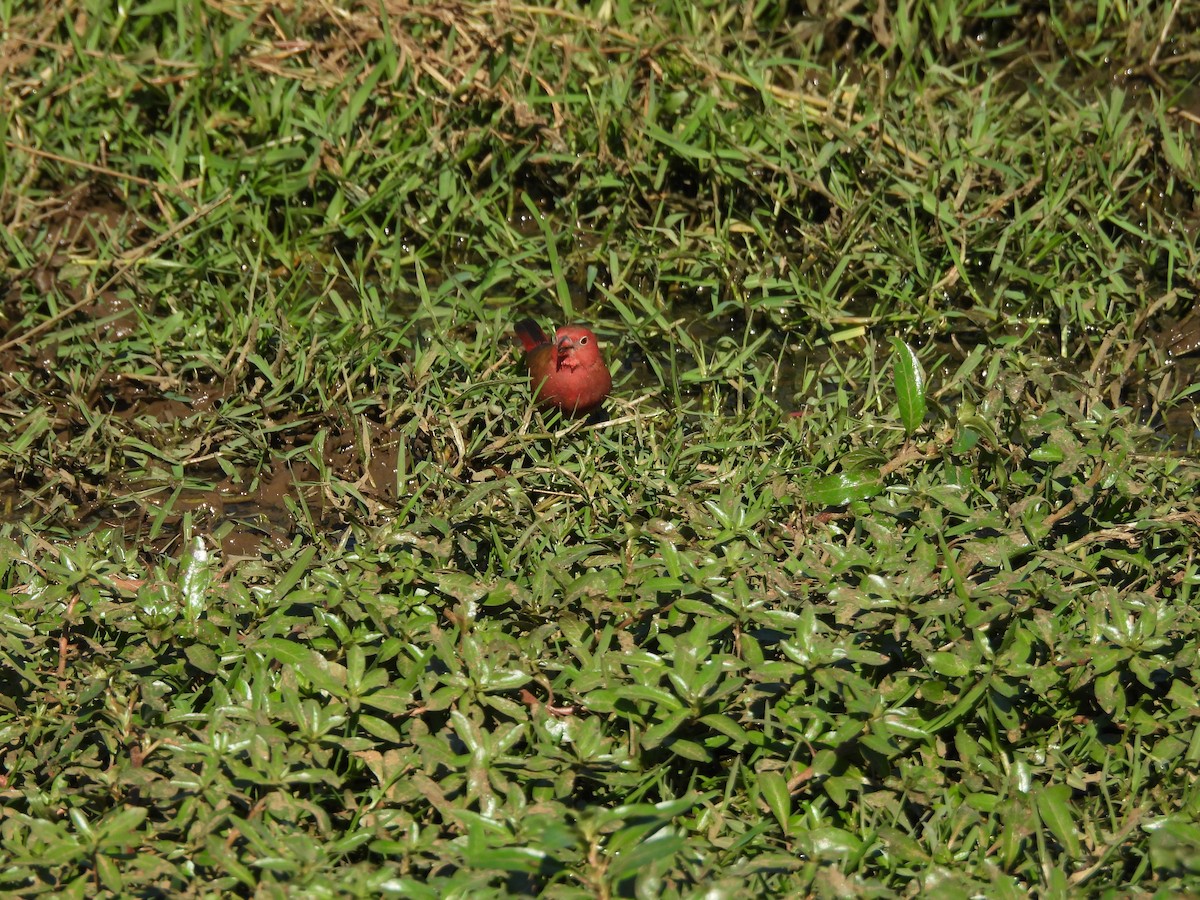 Red-billed Firefinch - ML620383491