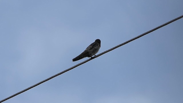 Golondrina de Cabaña - ML620383492