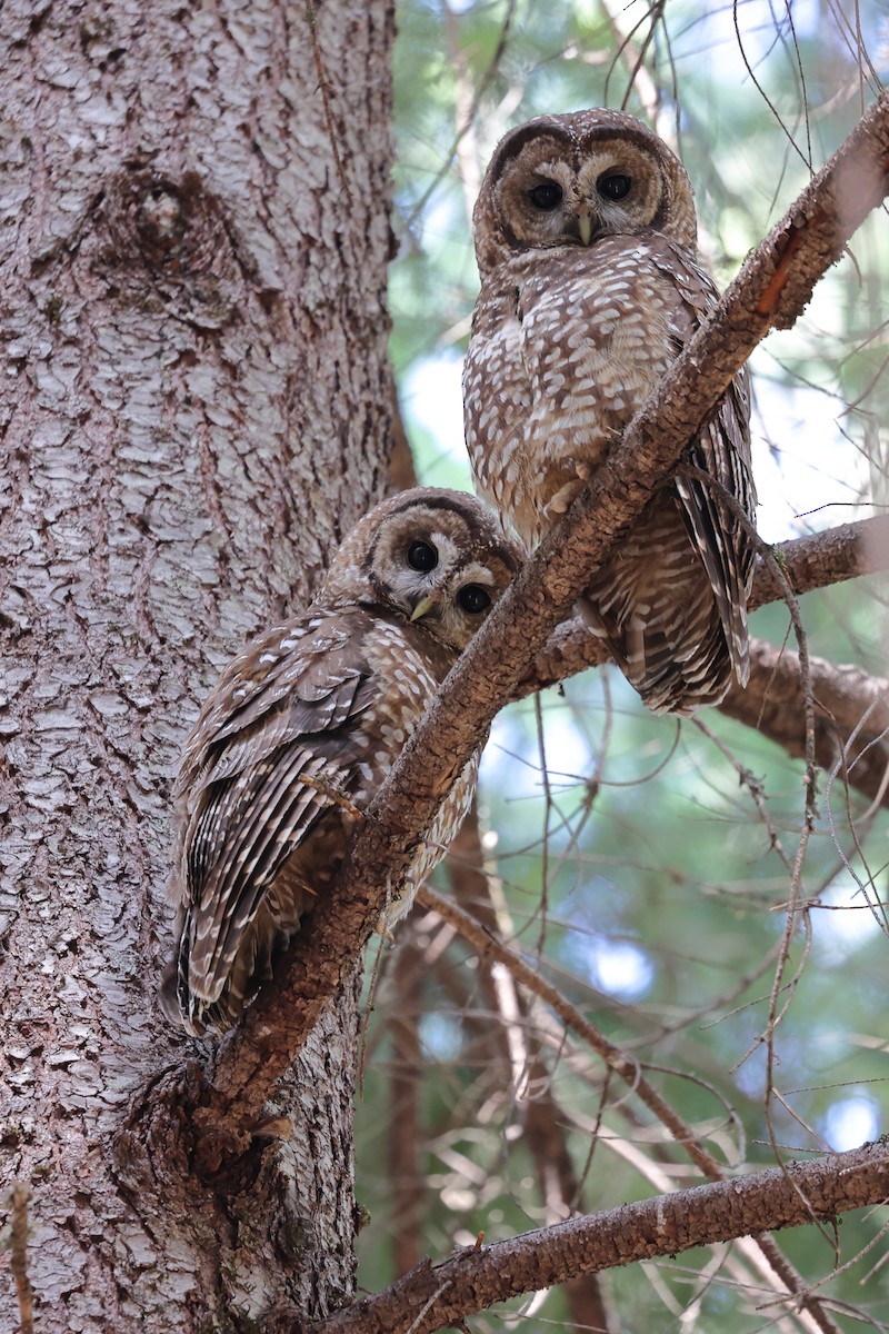 Spotted Owl - ML620383493