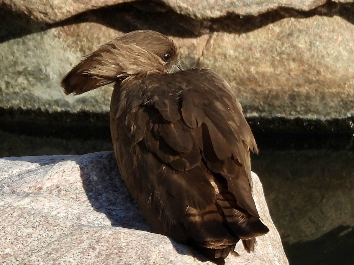 Hamerkop - ML620383501