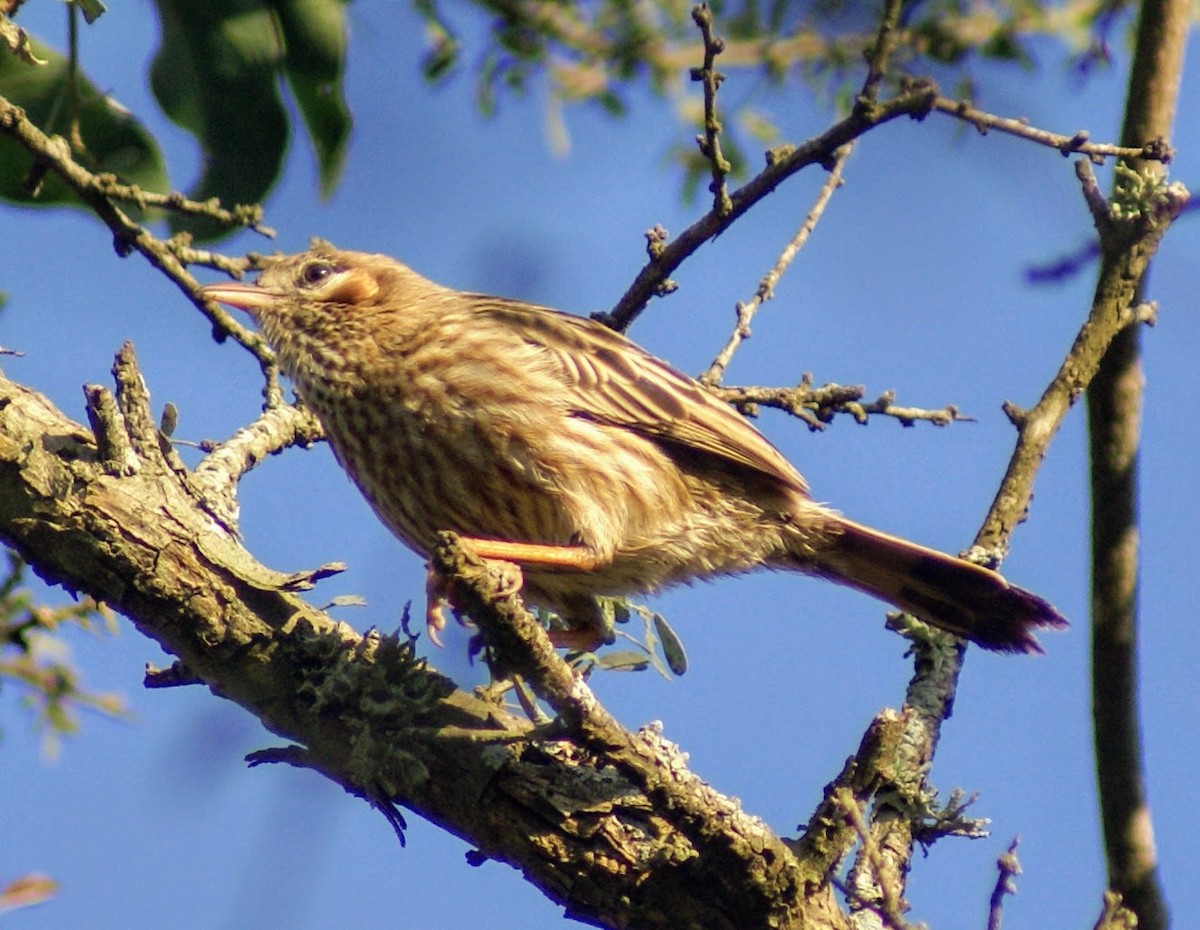 Chacobuschläufer - ML620383504