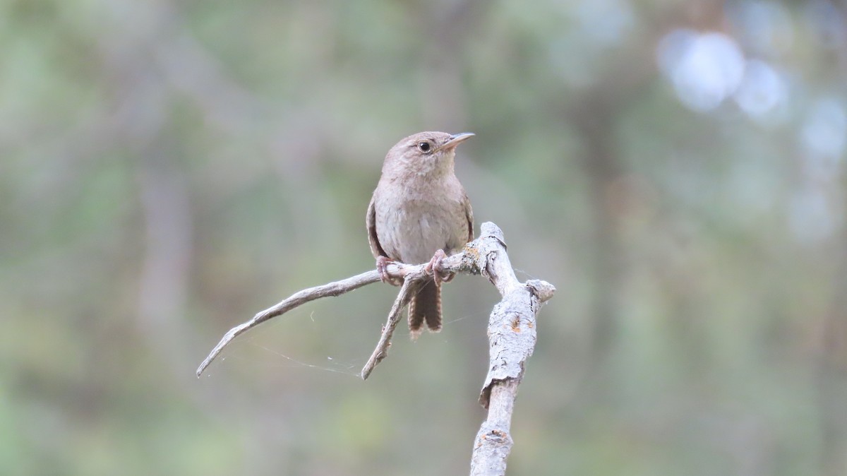 House Wren - ML620383513