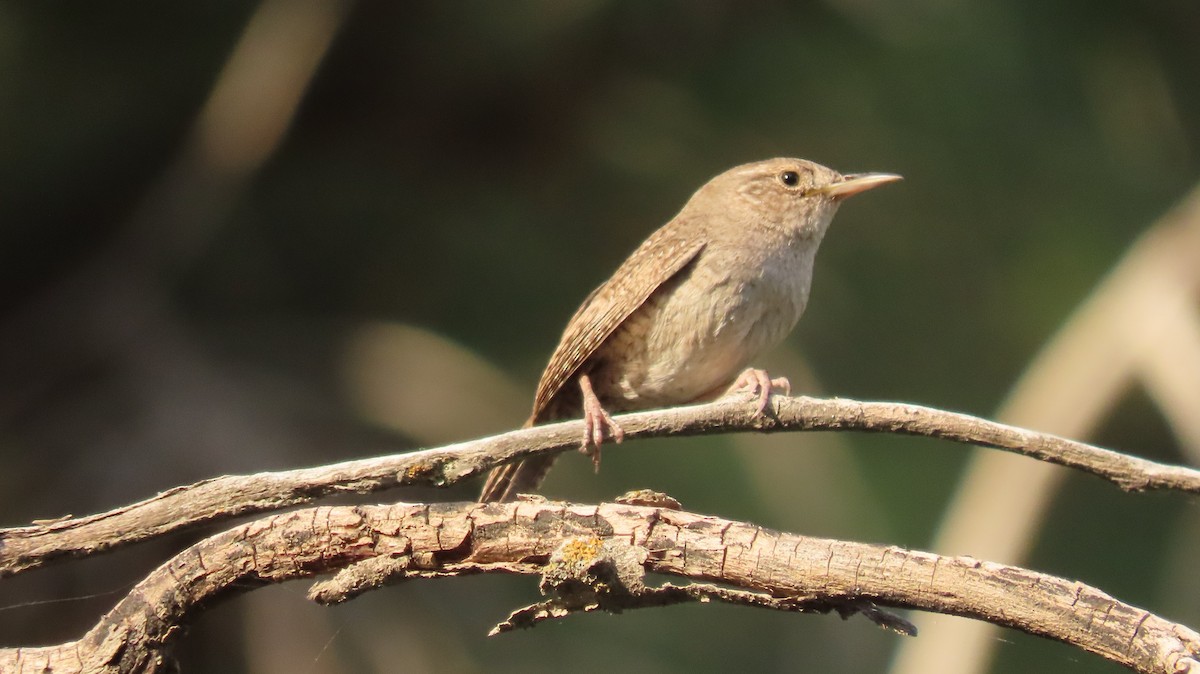 House Wren - ML620383514