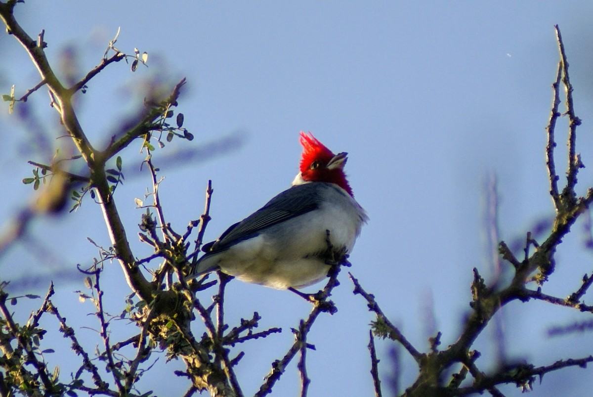 Red-crested Cardinal - ML620383515
