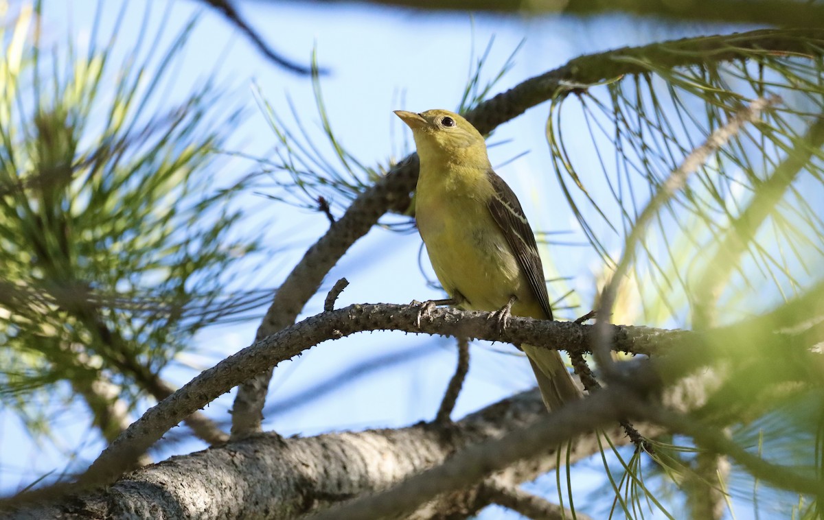 Western Tanager - ML620383528