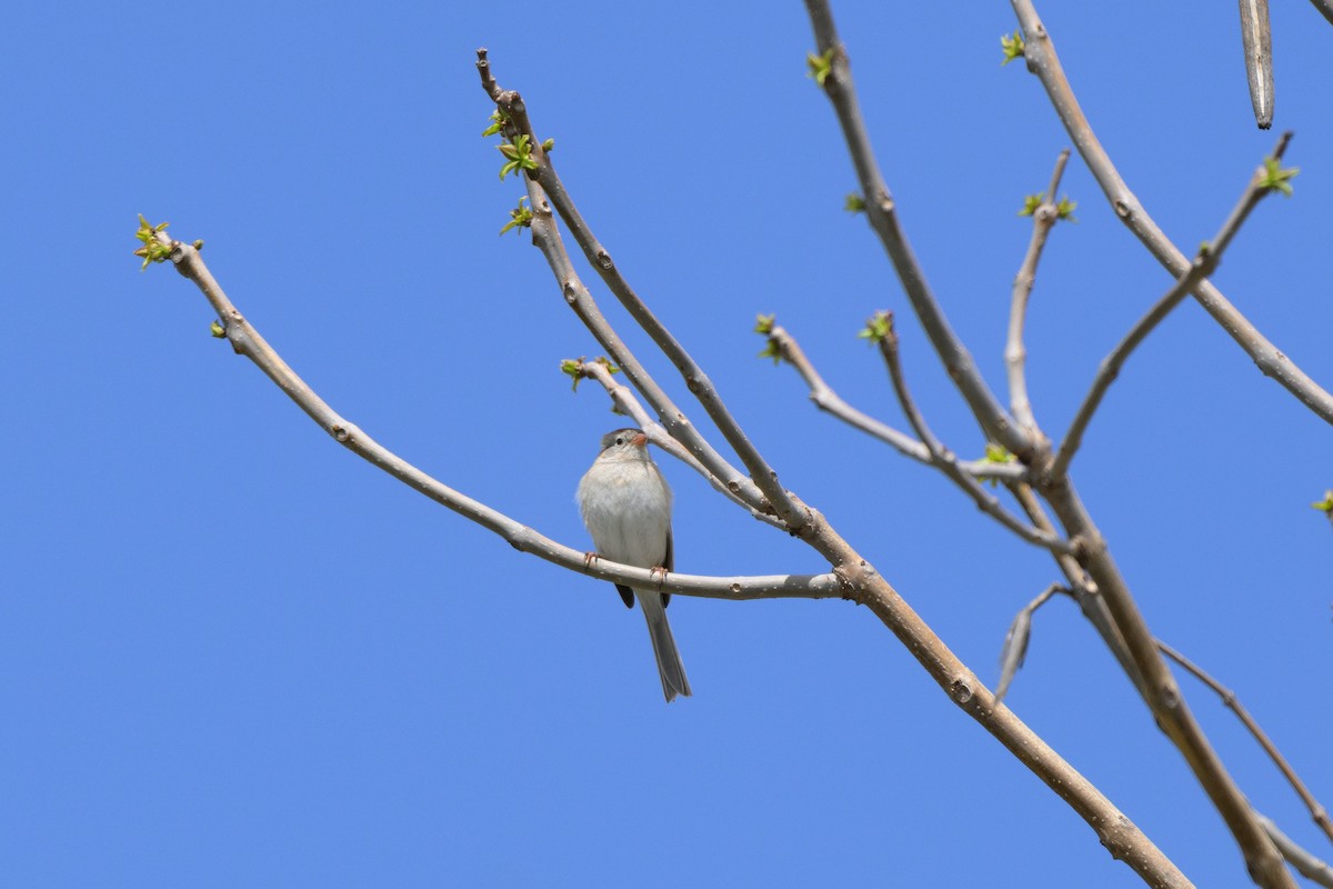 Field Sparrow - ML620383530