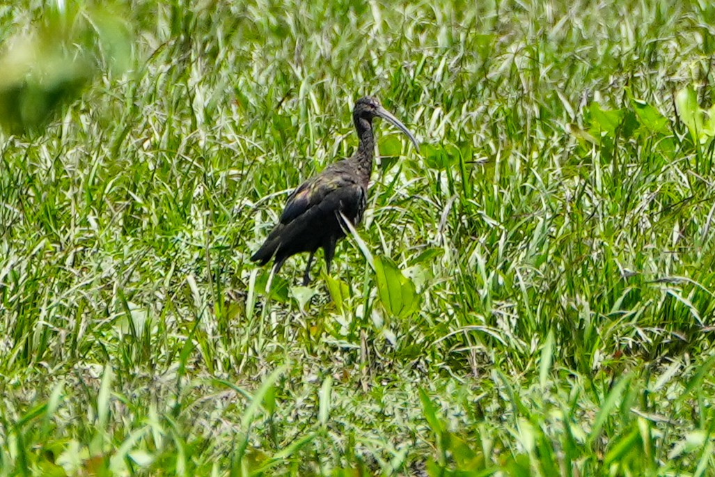 Glossy/White-faced Ibis - ML620383531