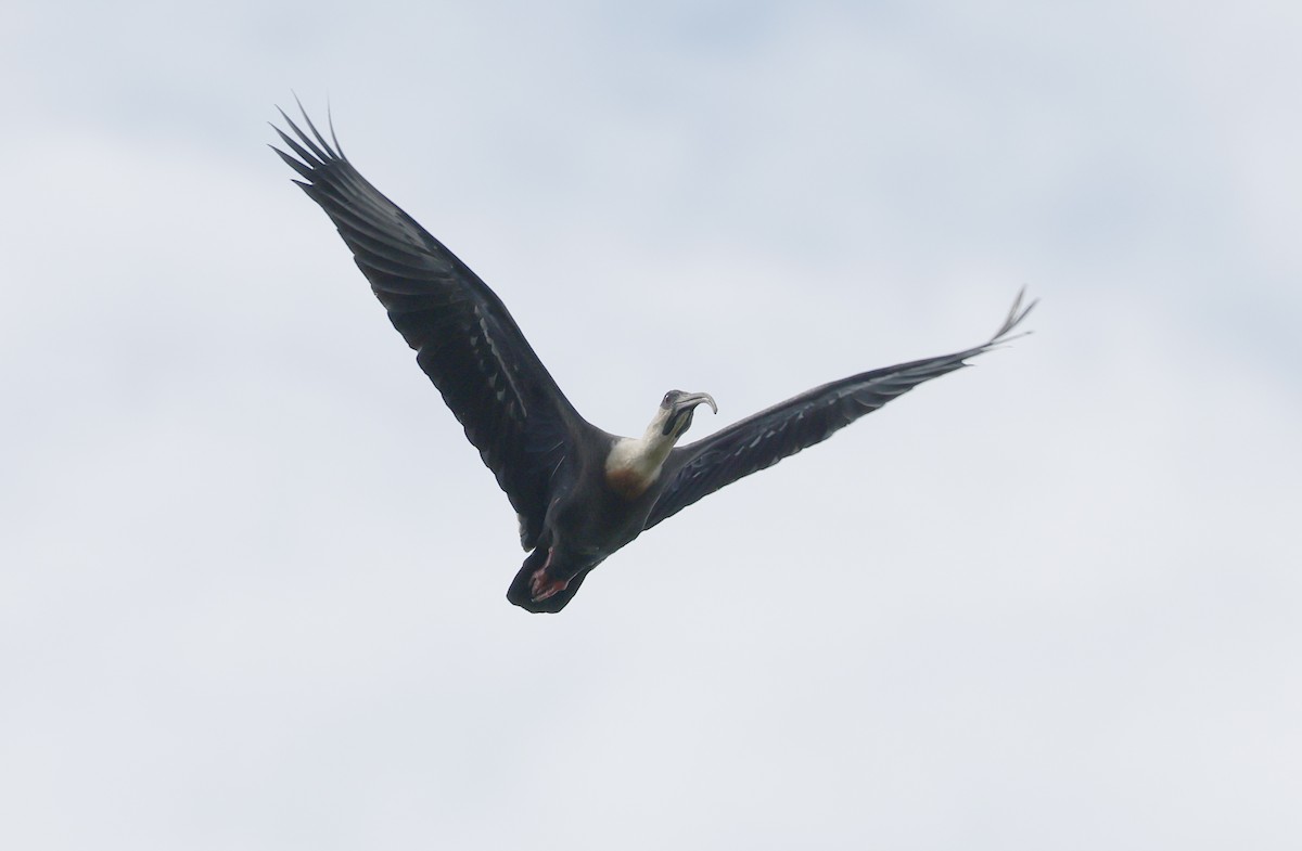ibis bělokřídlý - ML620383537