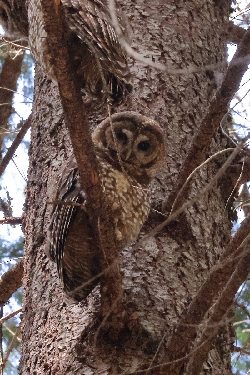 Spotted Owl - ML620383538