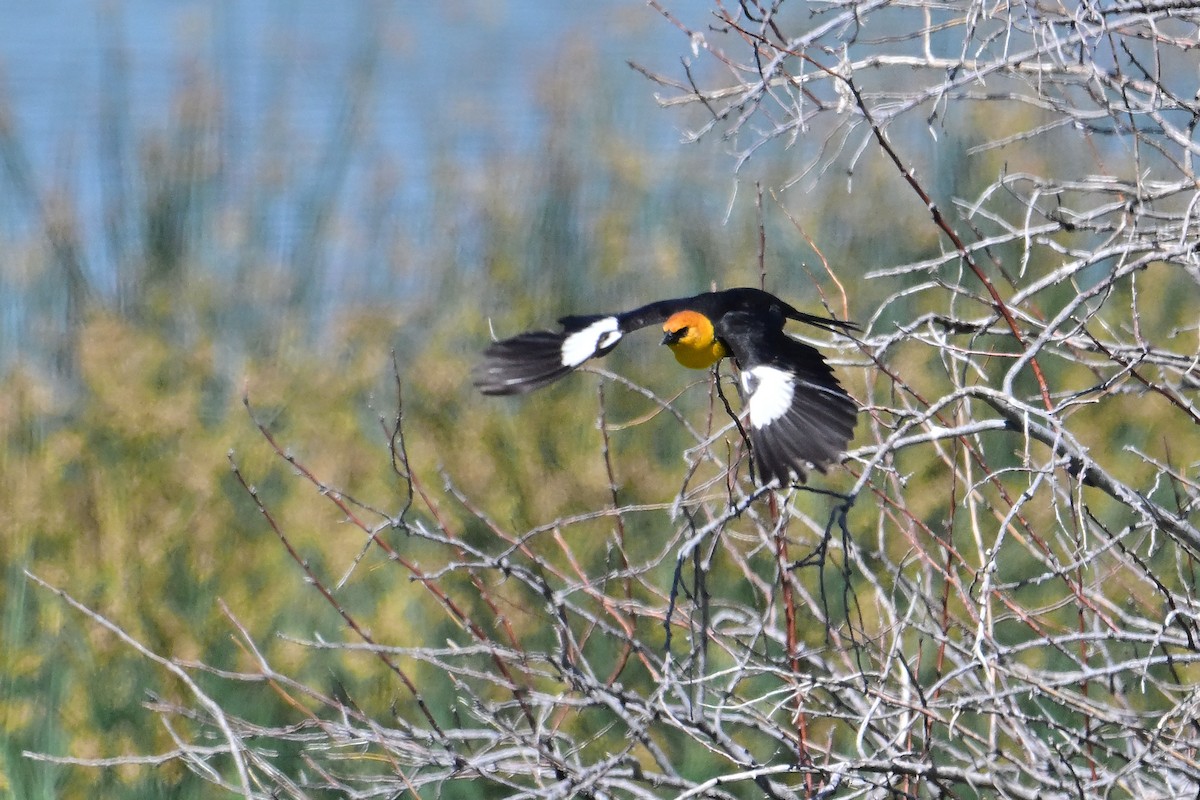 Yellow-headed Blackbird - ML620383542