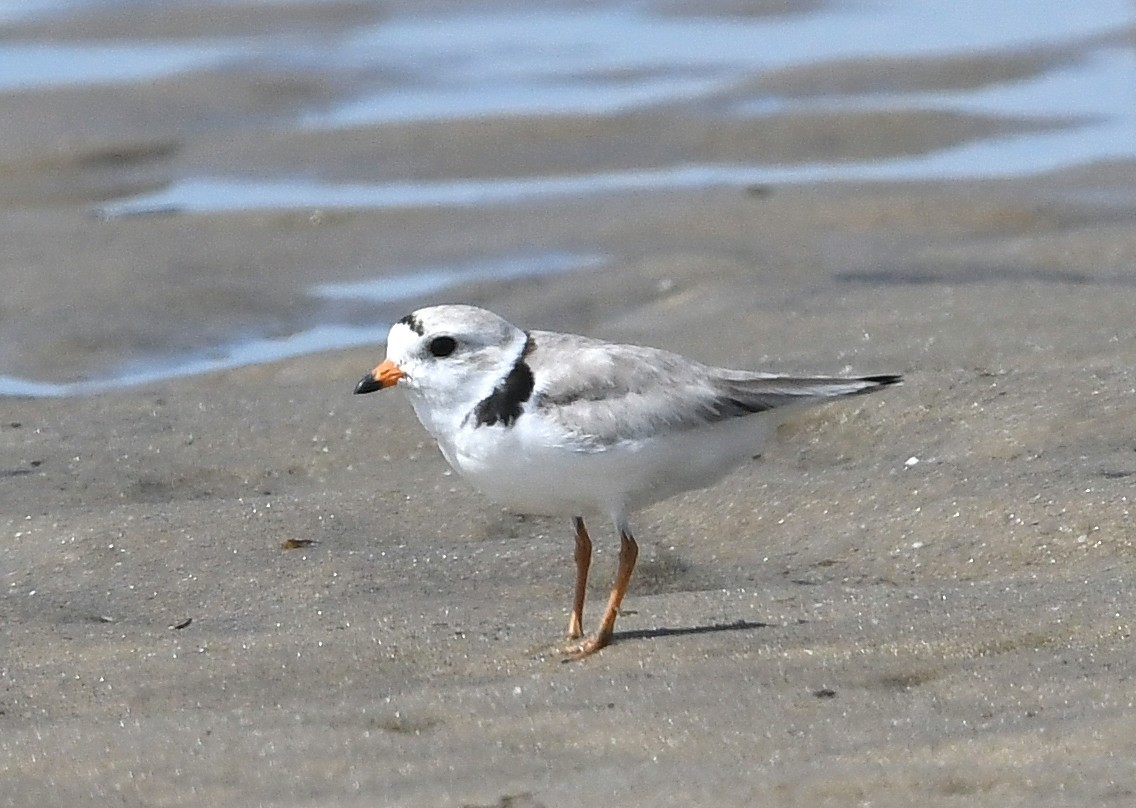 Piping Plover - ML620383547