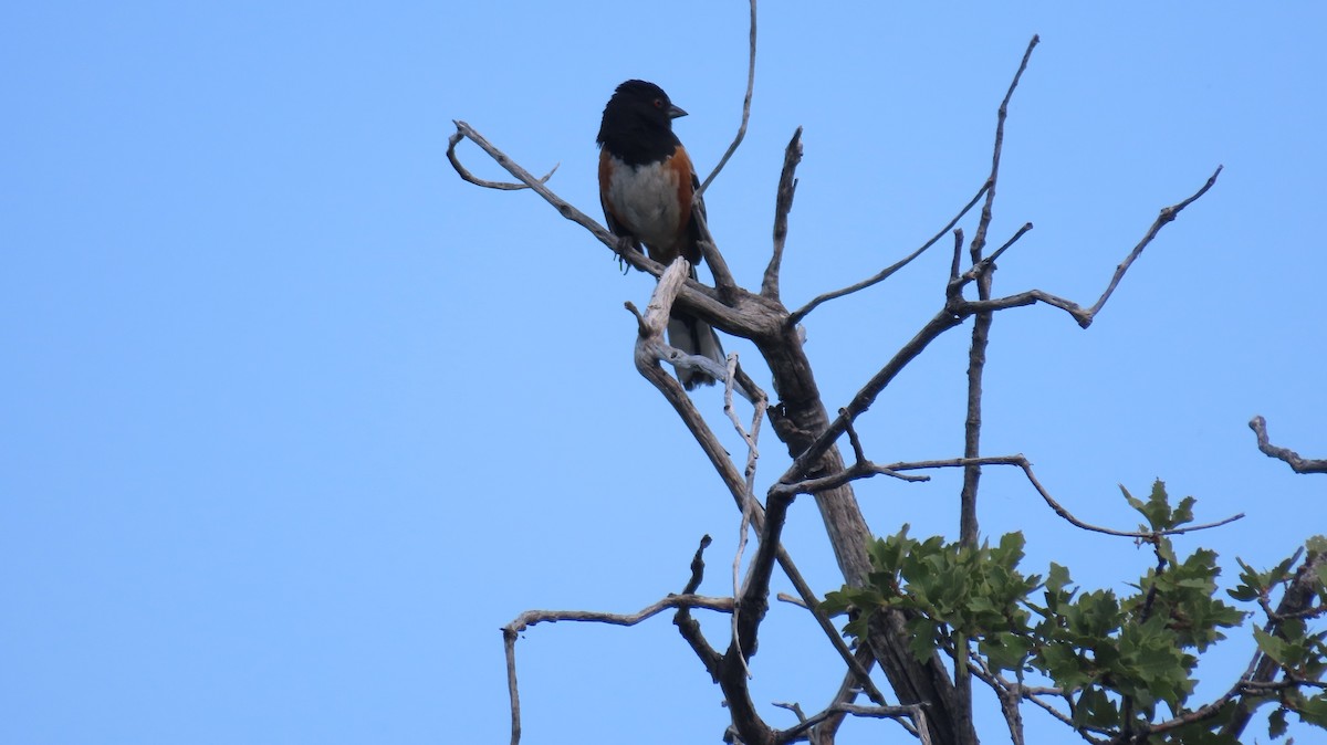 Spotted Towhee - ML620383554