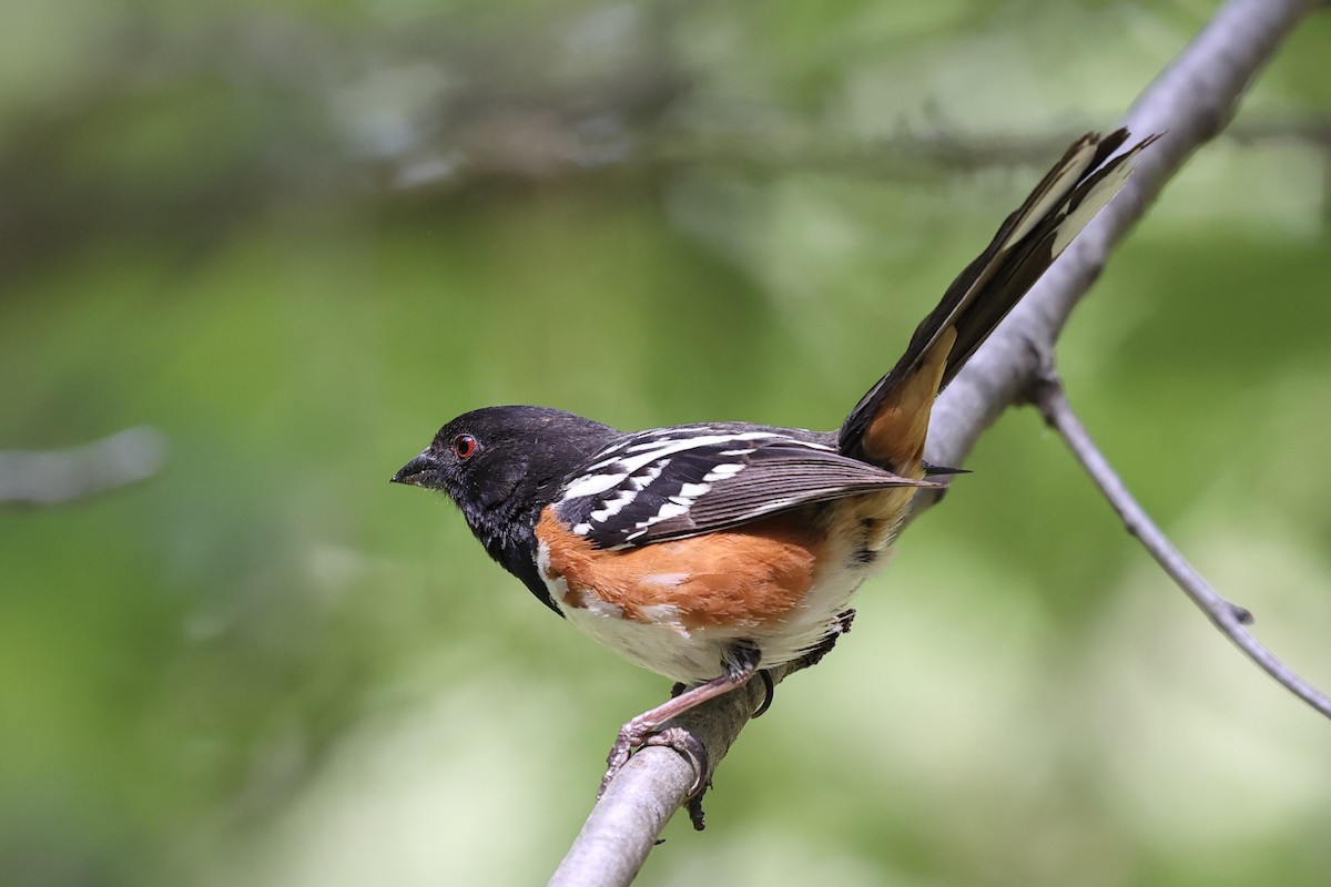 Spotted Towhee - ML620383567