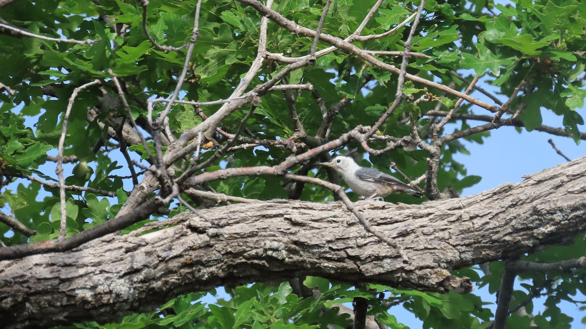 White-breasted Nuthatch - ML620383568