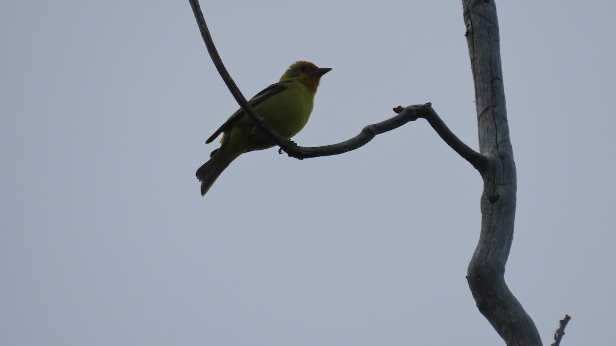 Western Tanager - ML620383572