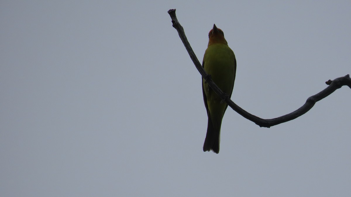 Western Tanager - ML620383573
