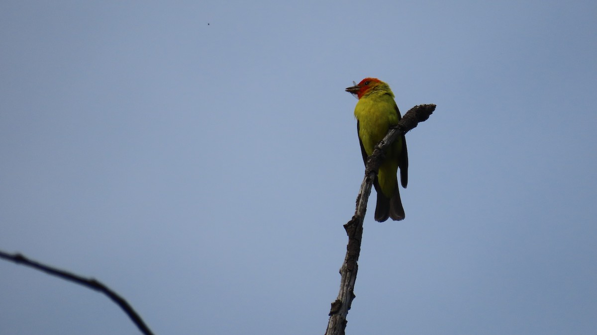 Western Tanager - ML620383574