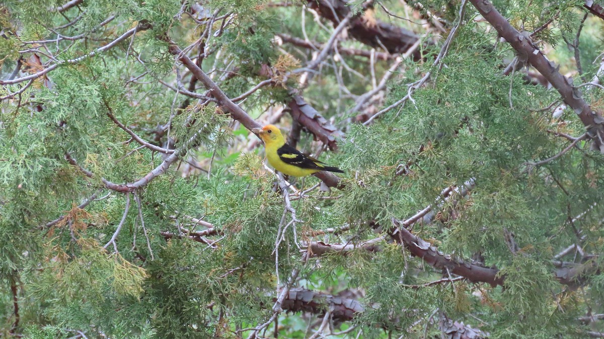 Western Tanager - ML620383575