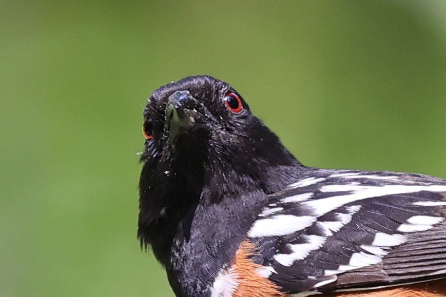 Spotted Towhee - ML620383580