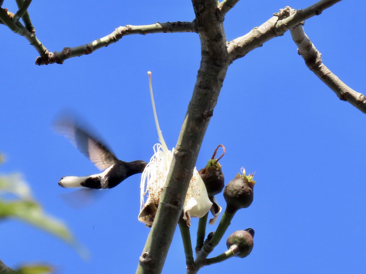 kolibřík černobílý - ML620383581