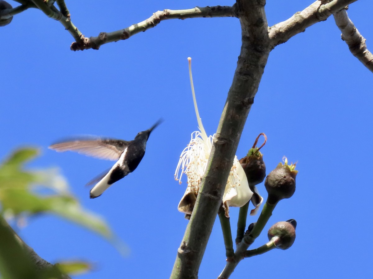 Colibrí Negro - ML620383582