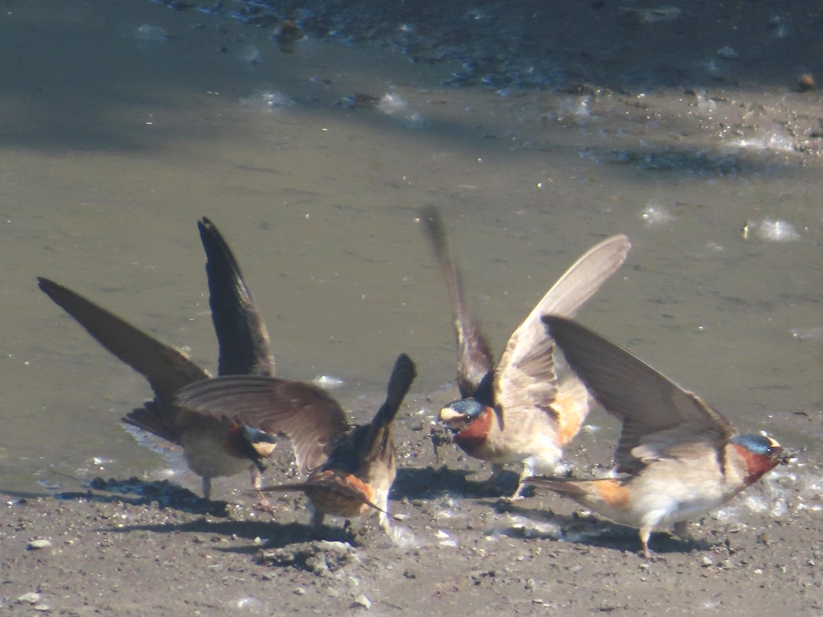 Cliff Swallow - ML620383586