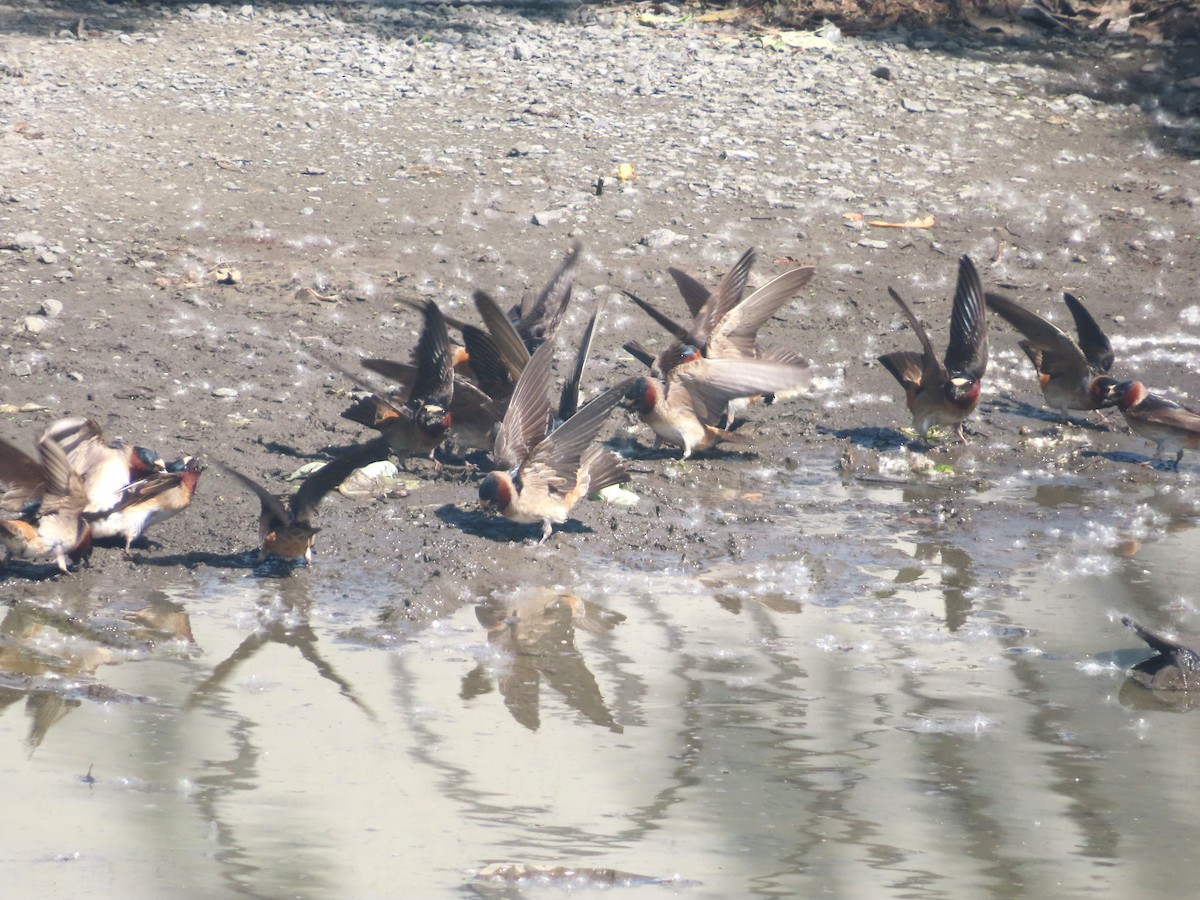 Cliff Swallow - ML620383587