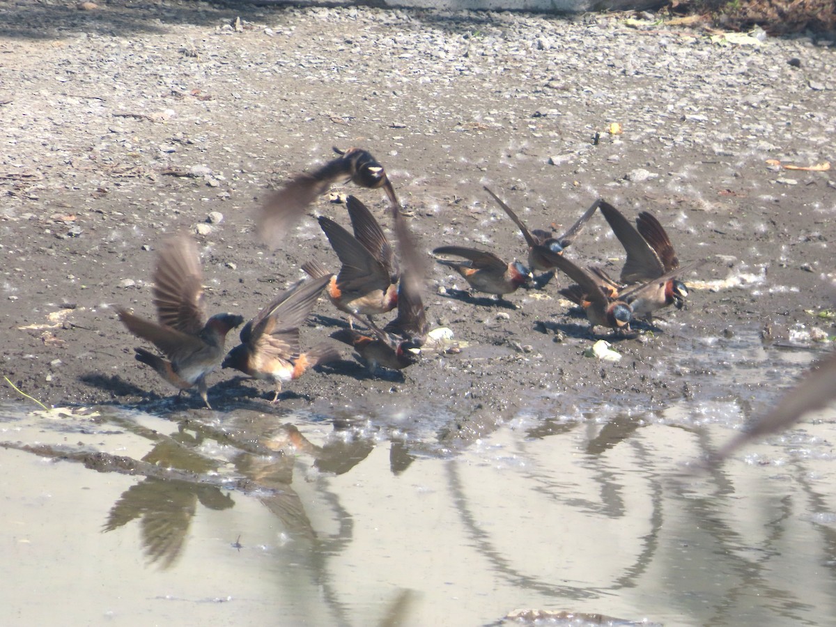 Cliff Swallow - ML620383588