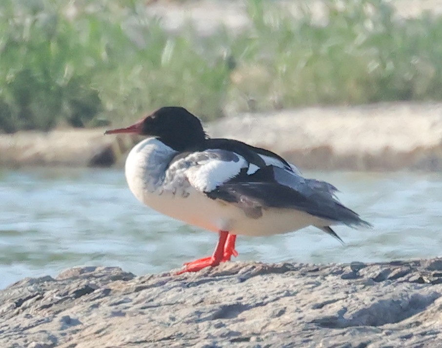 Common Merganser - ML620383593