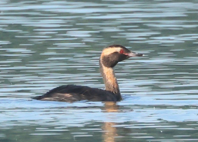 Horned Grebe - ML620383598