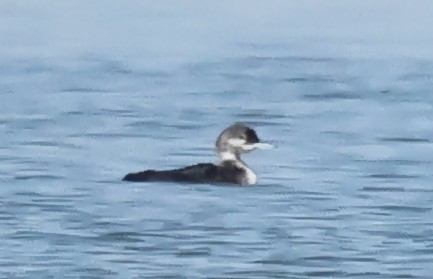 Common Loon - ML620383599