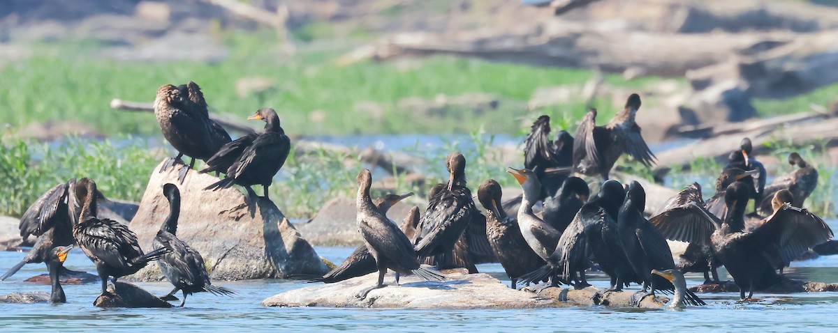 Cormorán Orejudo - ML620383601