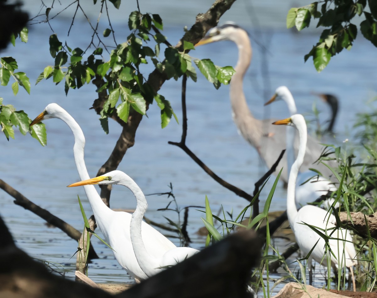 Great Egret - ML620383605