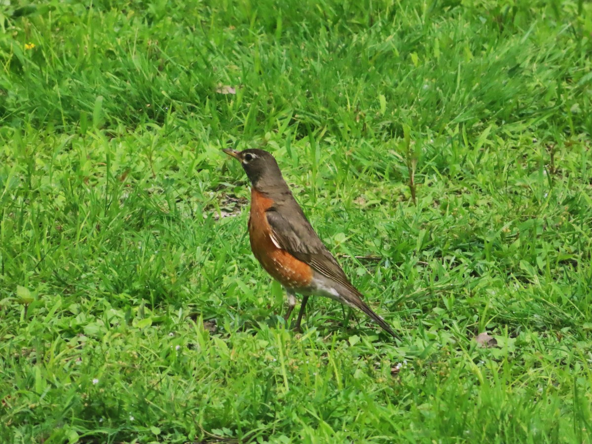 American Robin - ML620383608