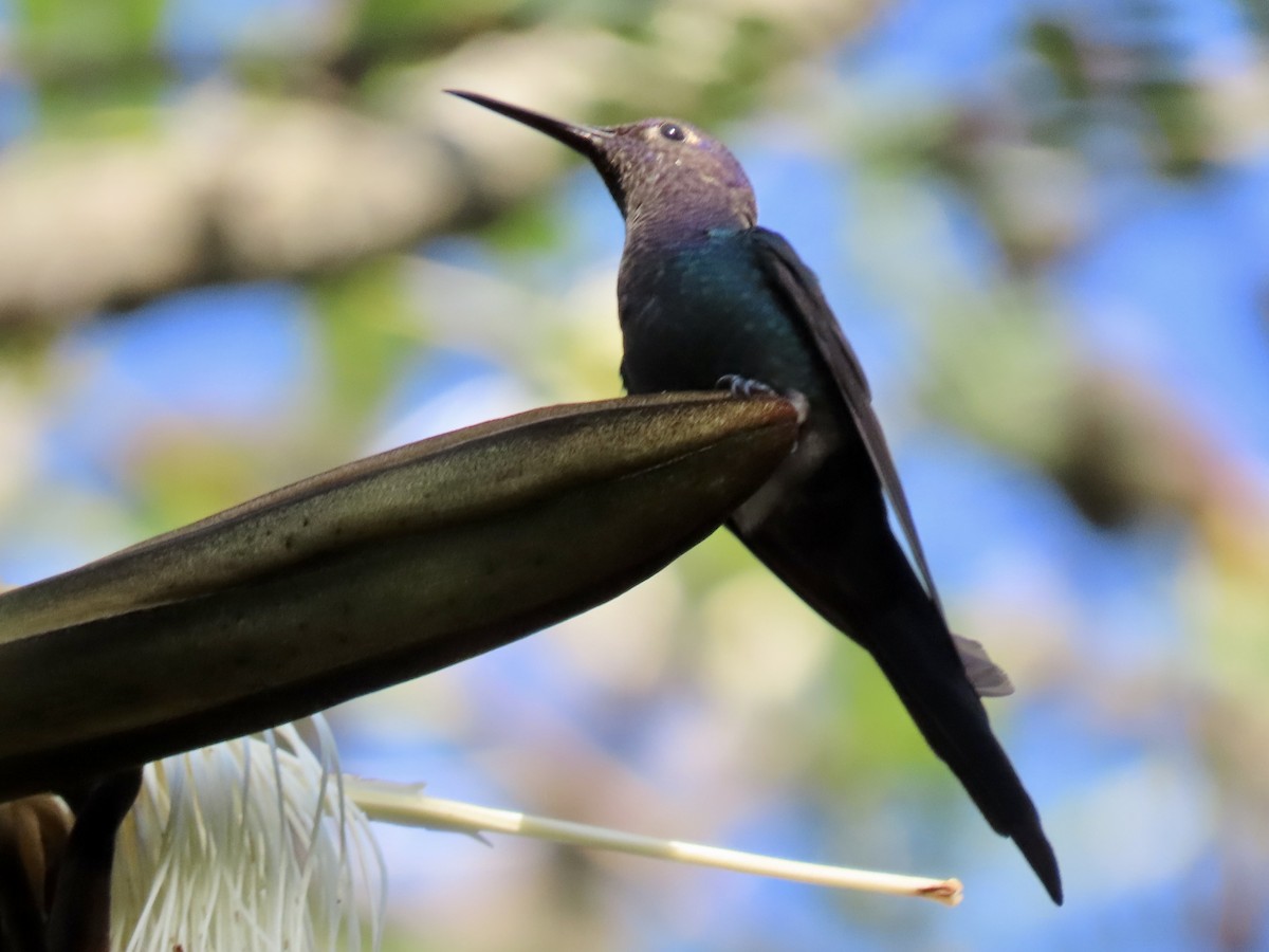 Swallow-tailed Hummingbird - ML620383613