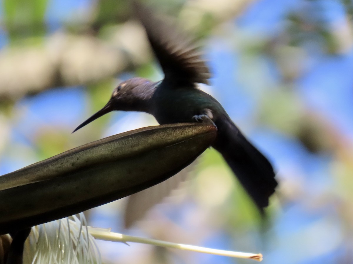 Swallow-tailed Hummingbird - ML620383614