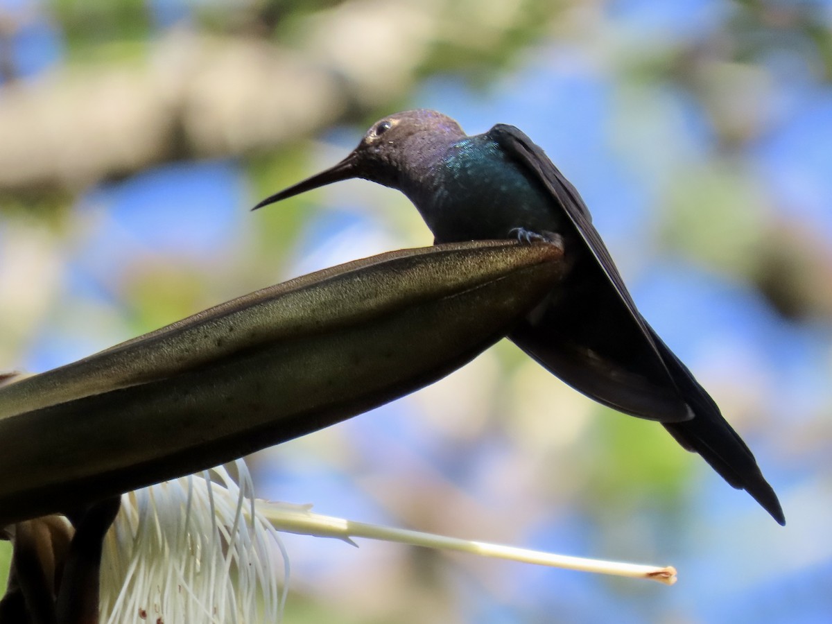 Swallow-tailed Hummingbird - ML620383615