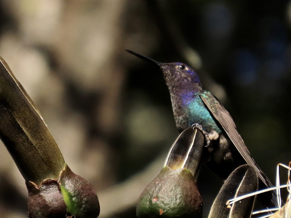 Swallow-tailed Hummingbird - ML620383616