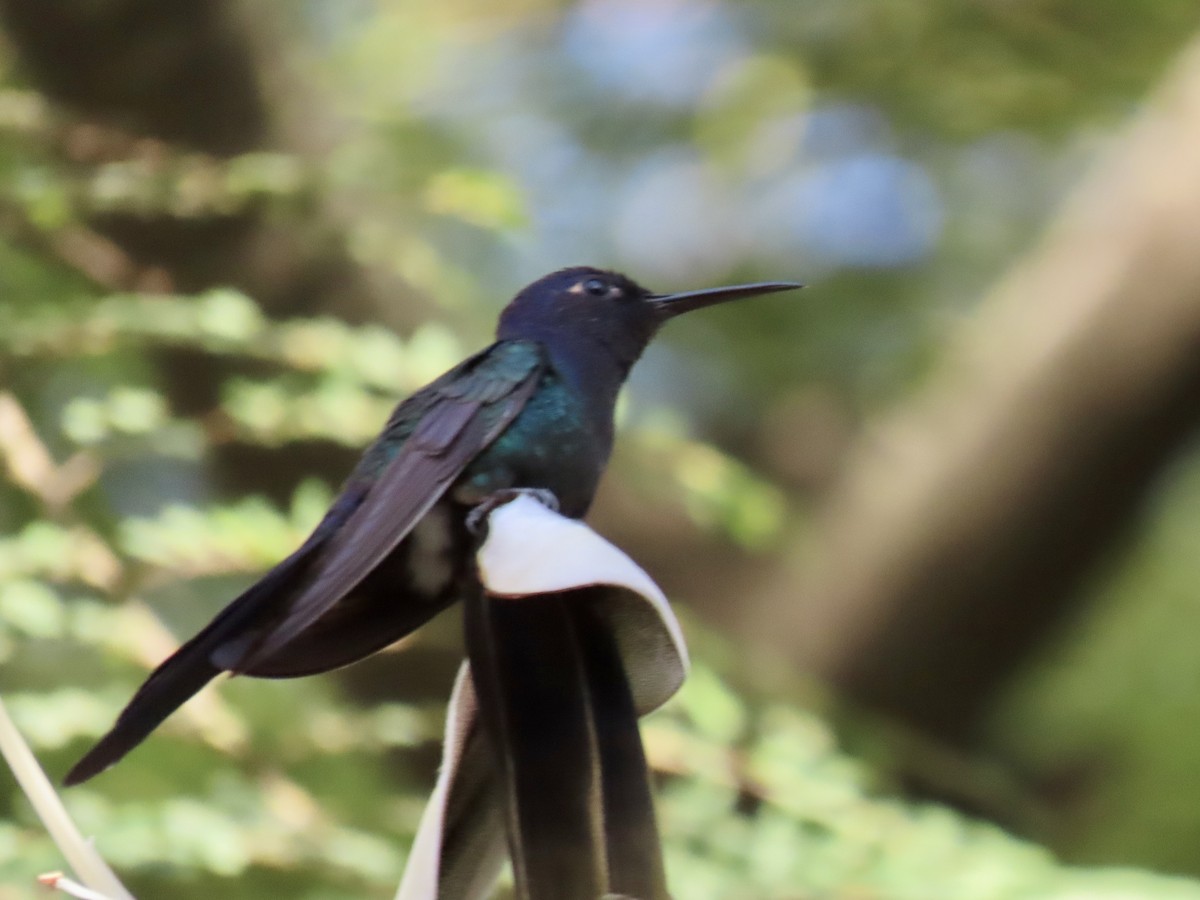 Swallow-tailed Hummingbird - ML620383617