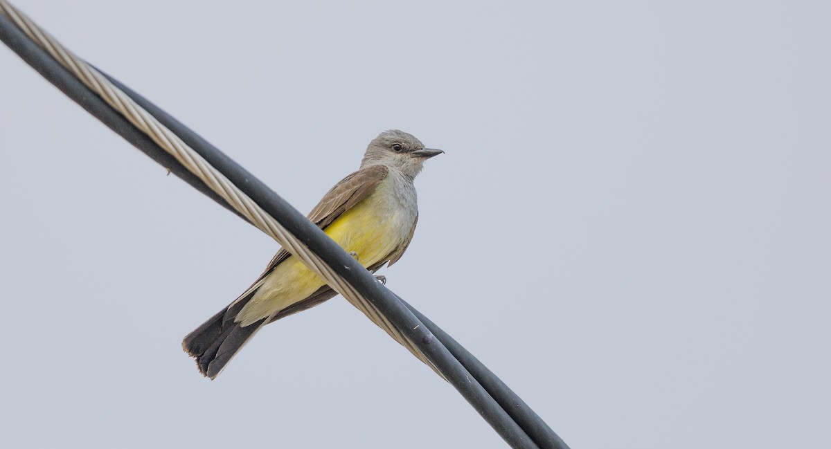 Western Kingbird - ML620383618